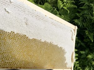 国産はちみつ　高級はちみつ　青森